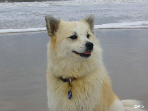 Elo Hausaufzucht, Elo Hund, Kleinelo, Familienhund Elo