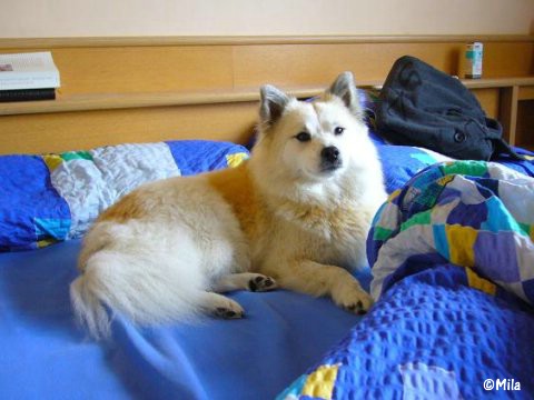 Elo Hausaufzucht, Elo Hund, Kleinelo, Familienhund Elo