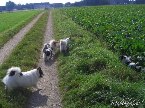 Elo Welpen Spaziergang, Kleinelo Welpen, Familienhund Elo