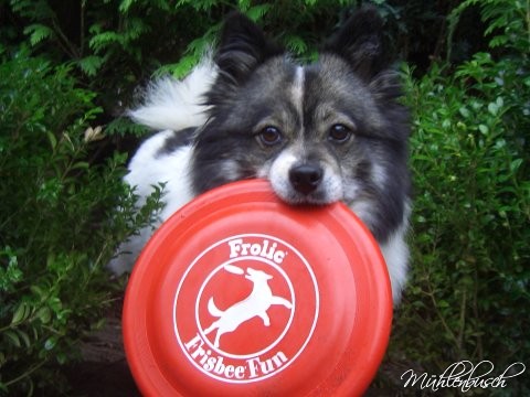 Elo Hündin mit Frisbee - Kleinelo Zandy von der kleinen Oase