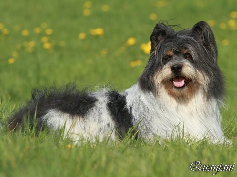 Elo Hausaufzucht, Elo rauhaar, Kleinelo rauhaar, Familienhund Elo