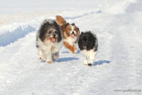 rauhaar und glatthaar Elos im Schnee