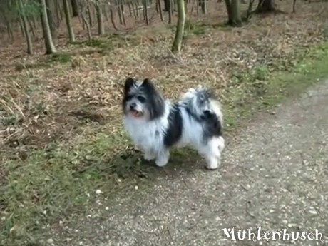 Elo Hund mit dem Fahrrad im Wald