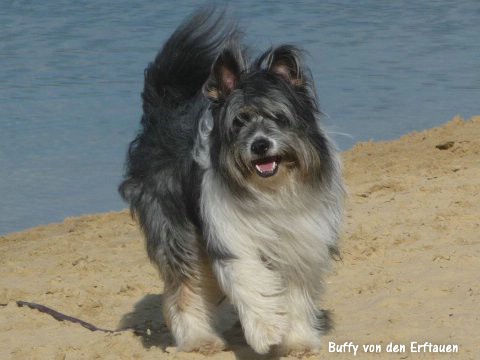 Buffy von den Erftauen