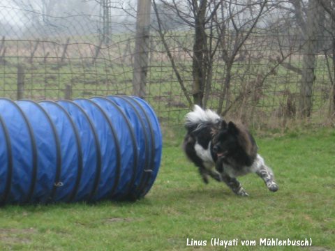 Kleinelo Linus junior hat Spaß auf dem Hundeplatz