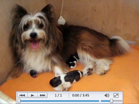 Video Elo Welpen 1 Tag alt