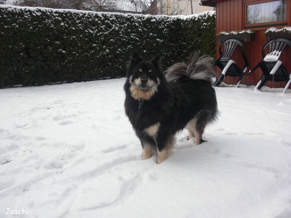 Elo Joschi (Hernie von der kleinen Oase) im Schnee