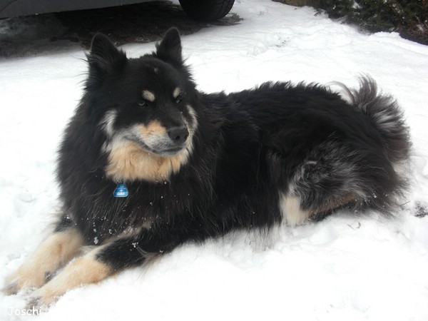 Elo Joschi (Hernie von der kleinen Oase) im Schnee