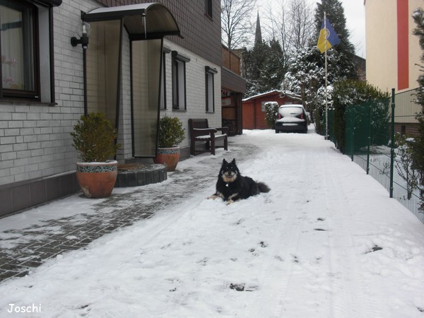Elo Joschi (Hernie von der kleinen Oase) im Schnee